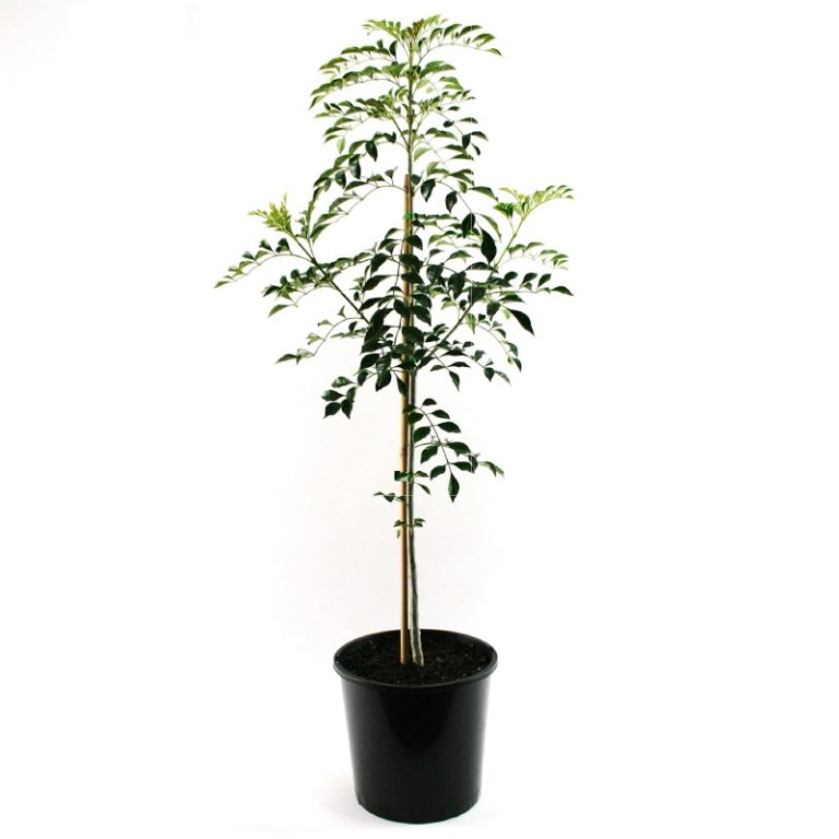 Fraxinus griffithii Overland Nurseries