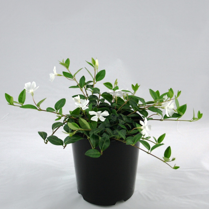 Vinca minor Alba Overland Nurseries