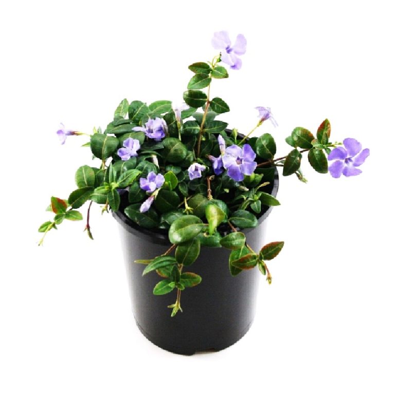 Vinca minor Darts Blue Overland Nurseries