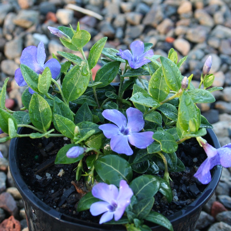 Vinca minor Darts Blue | Overland Nurseries