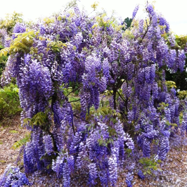 Wisteria sinensis Overland Nurseries
