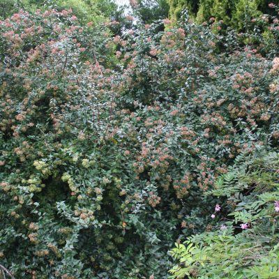 Abelia grandiflora | Glossy Abelia