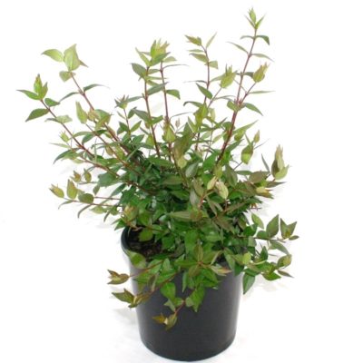 Abelia grandiflora | glossy abelia shrub plant pot