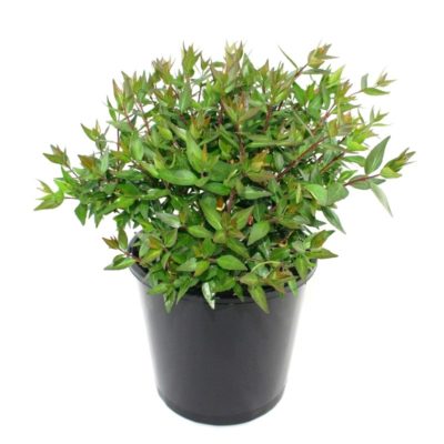 Abelia grandiflora nana | dwarf abelia shrub plant pot