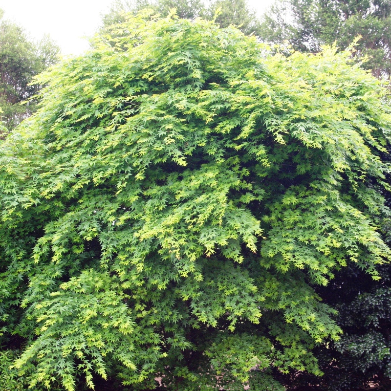 Acer palmatum | Japanese maple