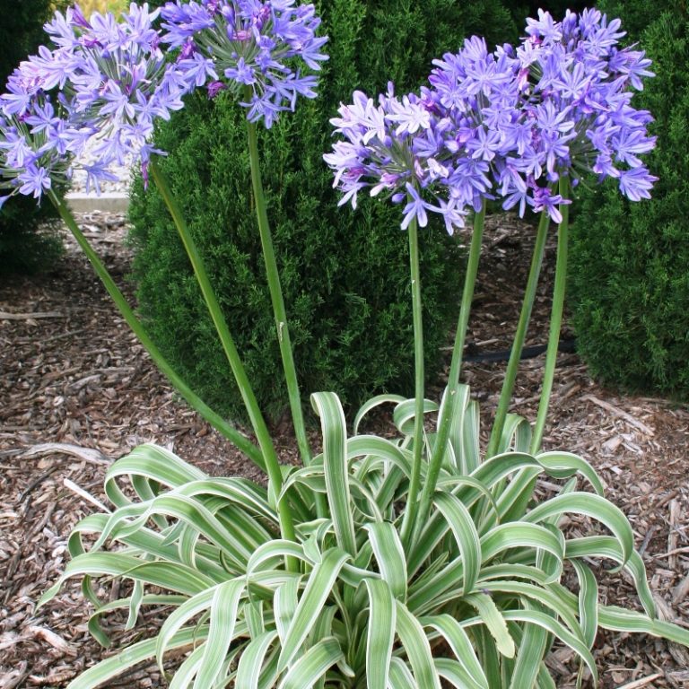 Agapanthus Highlights | Overland Nurseries