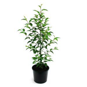 Alnus jorullensis | evergreen alder