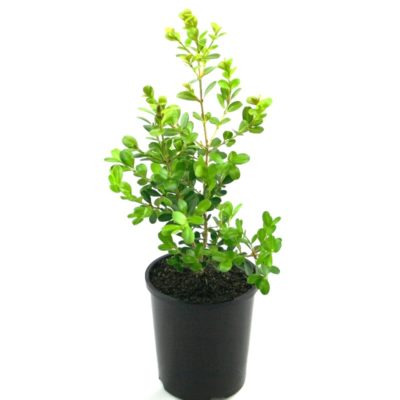 Buxus microphylla Japonica | japanese box hedging shrub plant pot