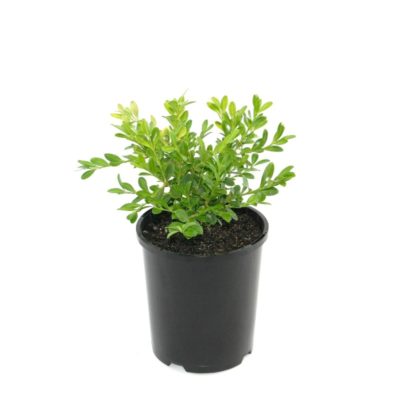 Buxus microphylla Microphylla | korean box hedging shrub plant pot