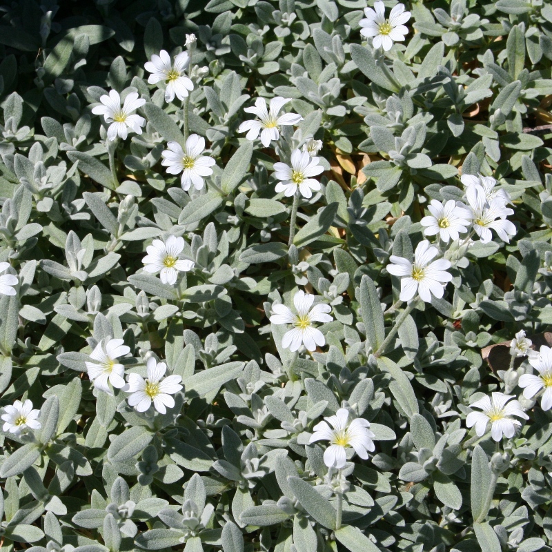 Cerastium tomentosum | Snow in summer