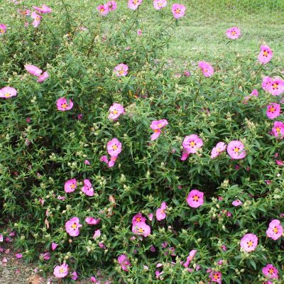 Cistus Brilliancy | Rock Rose Plant