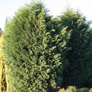 Cupressus Leightons Green - Overland Nurseries