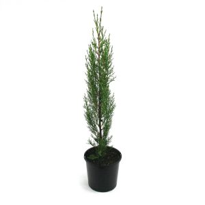 Cupressus sempervirens stricta | pencil pine