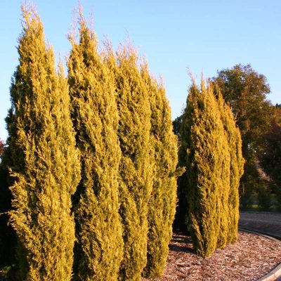 Cupressus Sempervirens | Swanes Golden Cypress Pine | Conifer