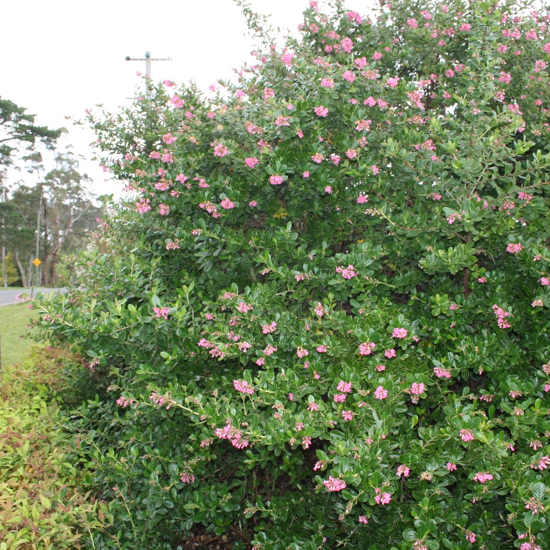 Escallonia macrantha Pink