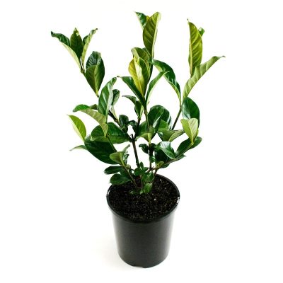 Gardenia magnifica | shrub | plant