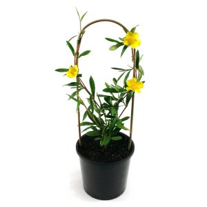 hibbertia scadens | snake vine | climber | flowers | Australian native | plant
