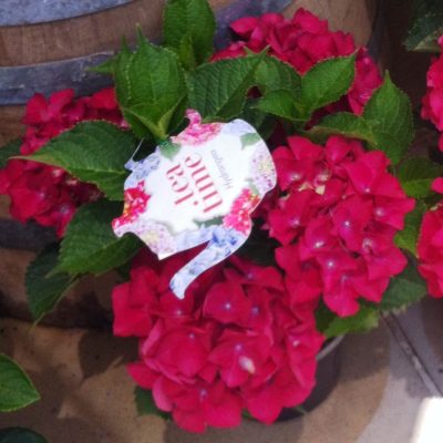 Hydrangea teatime Compact Red