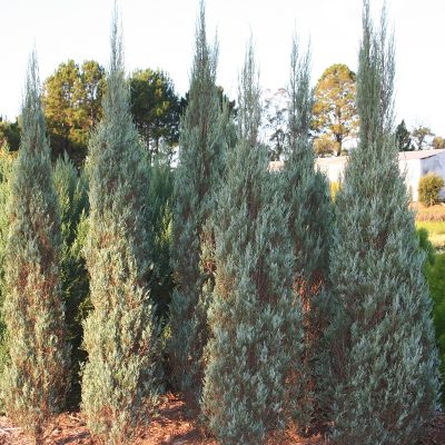 Juniperus skyrocket | Conifer