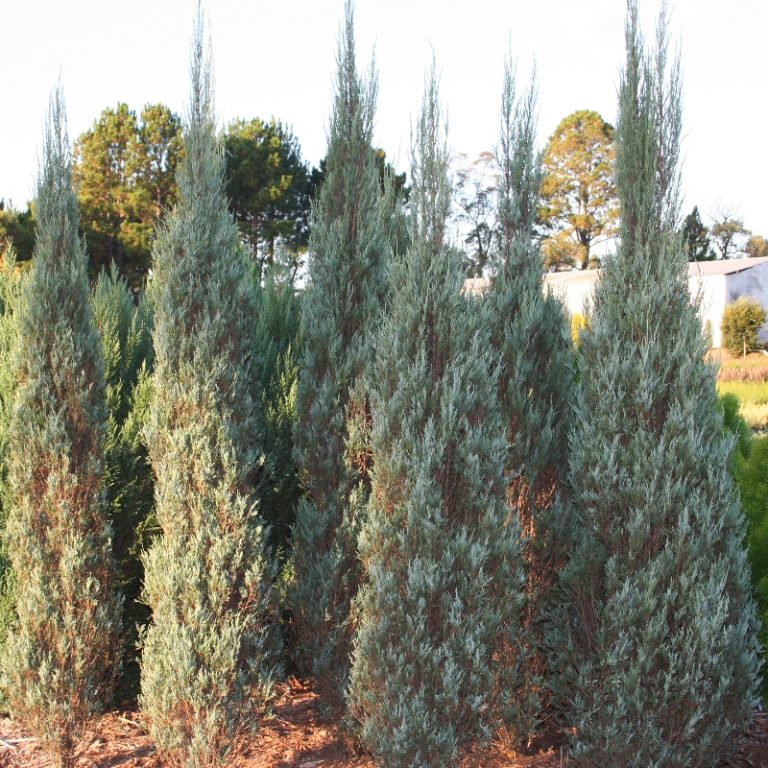 Juniperus Skyrocket | Overland Nurseries