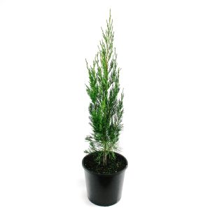Juniperus | spartan