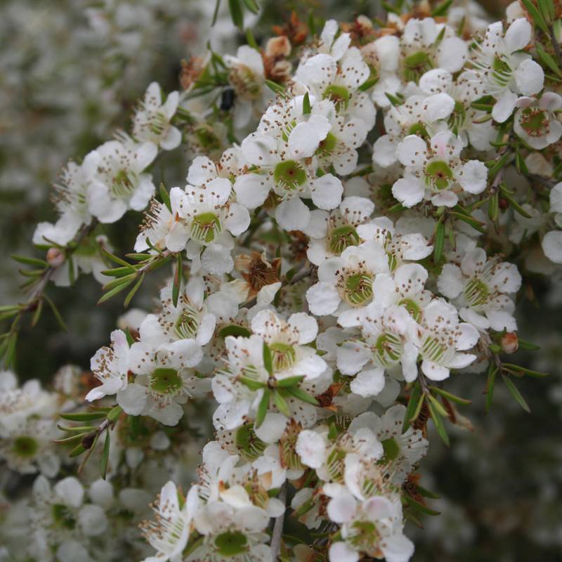 Leptospermum Flavescens 'Cardwell' | Tea Tree | Australian Native Bush | Closeup