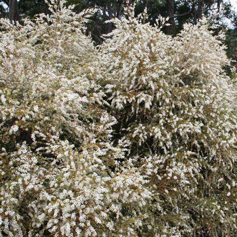 Leptospermum Flavescens 'Cardwell' | Tea Tree | Australian Native Bush