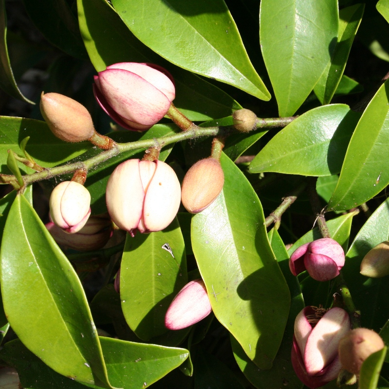 Michellia figo | Port Wine Magnolia