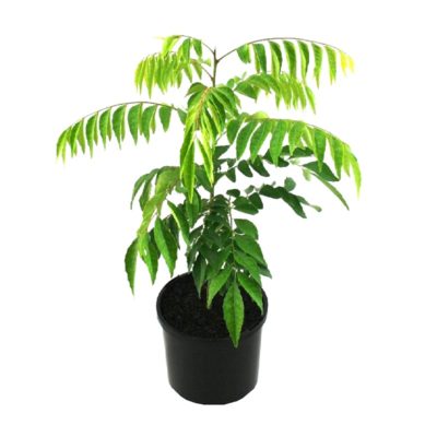 Murraya koenigii | curry leaf shrub plant pot