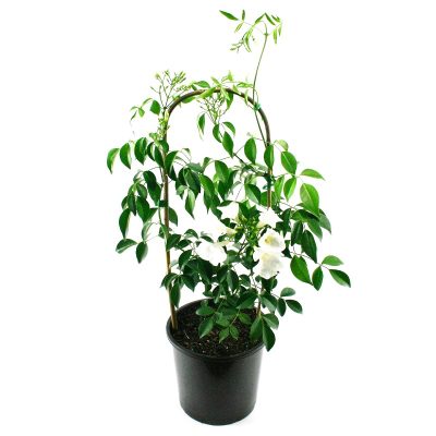 Pandorea jasminoides alba | white bower vine