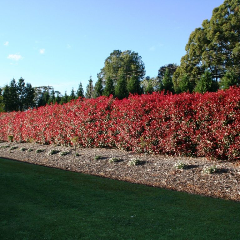 Photinia Red Robin Overland Nurseries