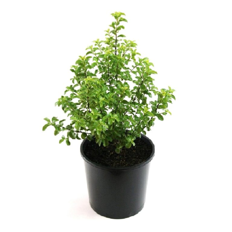 Pittosporum Green Pillar - Overland Nurseries