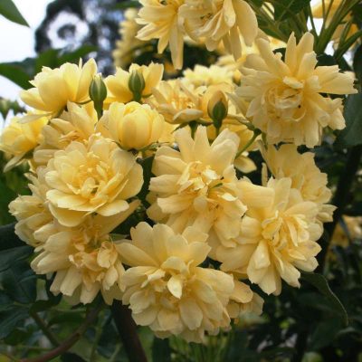 Rosa Banksiae 'Lutea' | Rambling Rose