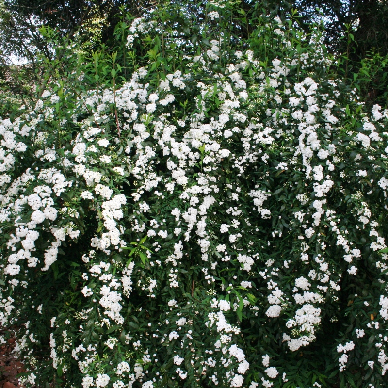 Spirea cantoniensis Double | Flowering May Bush
