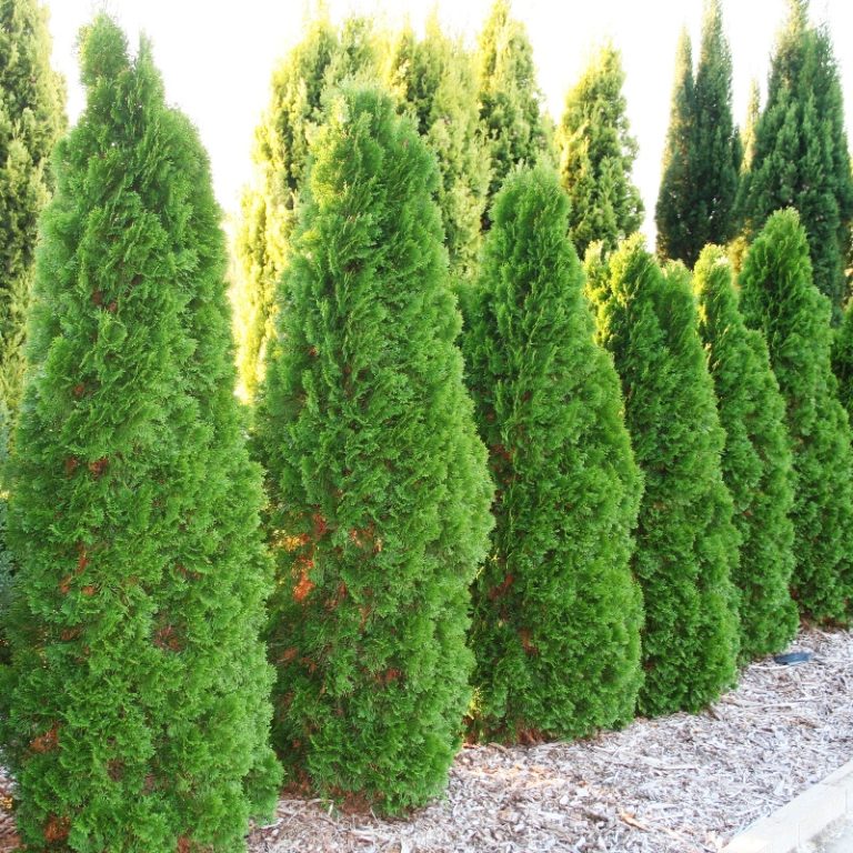 Thuja Occidentalis Smaragd | Overland Nurseries