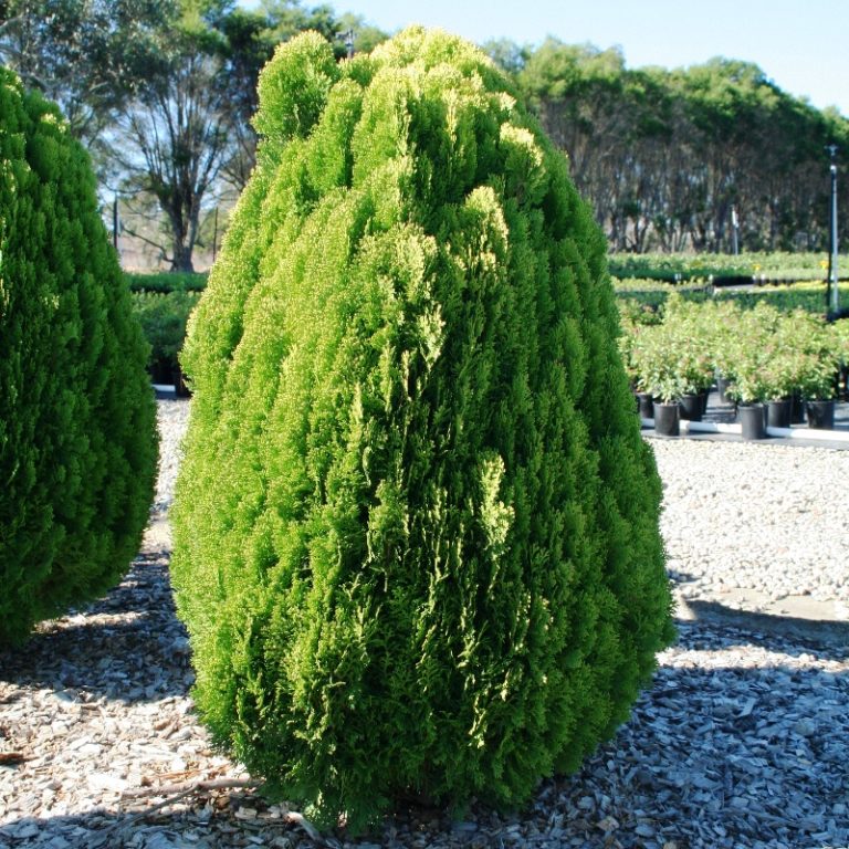 Thuja Morgani - Overland Nurseries