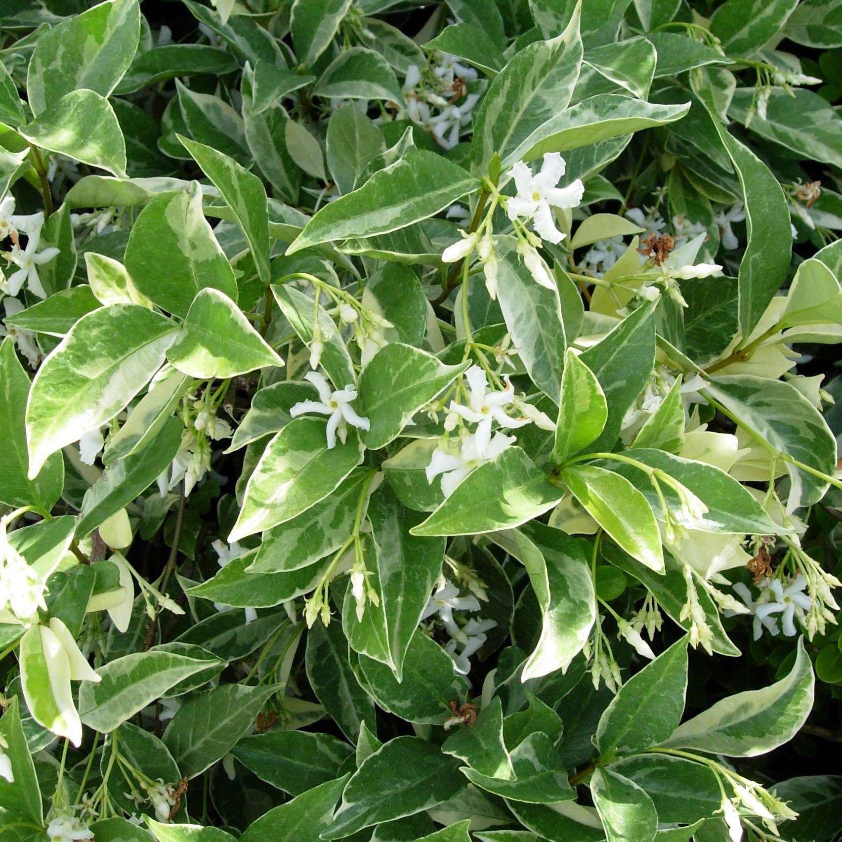 Trachelospermum jasminoides Varigated | Verigated Star Jasmine