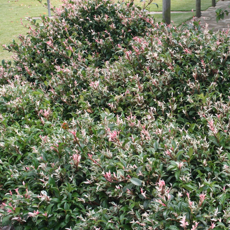 Trachelospermum tricolour
