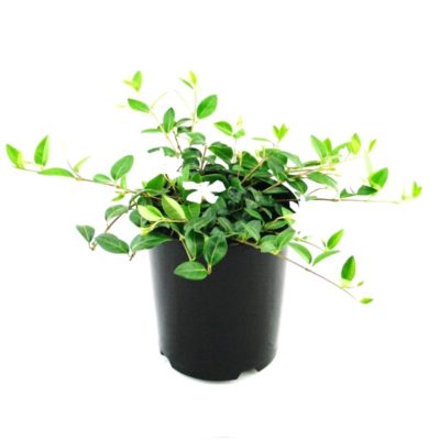 Vinca minor alba | dwarf periwinkle groundcover plant pot