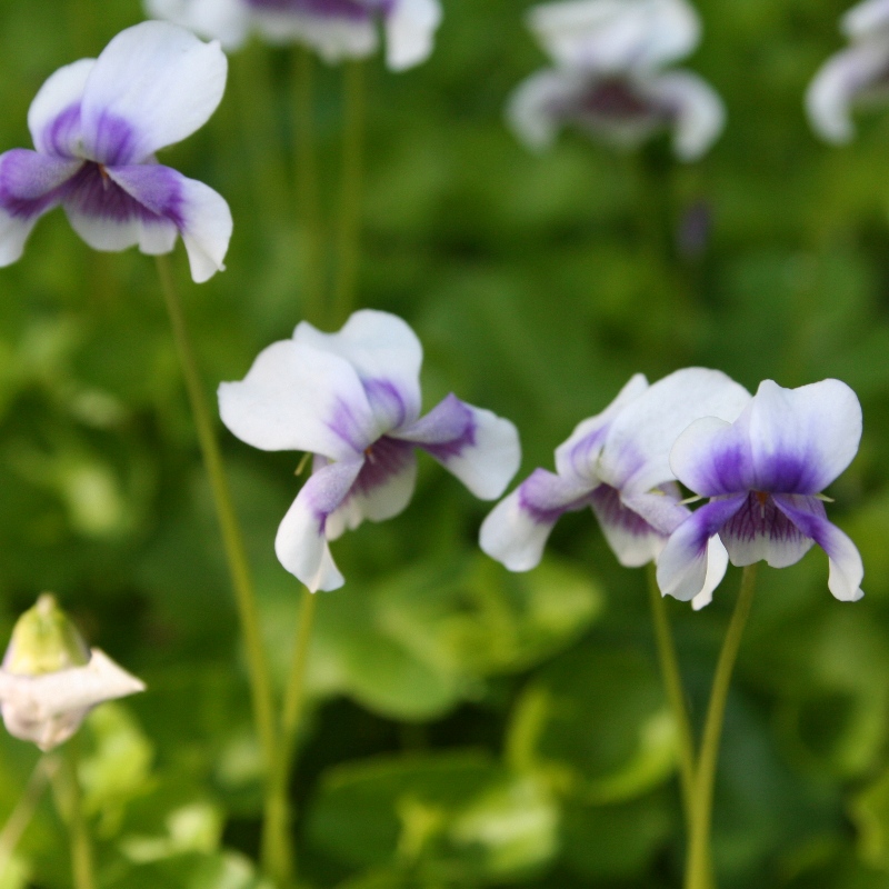 Viola haderacea | Native Violet