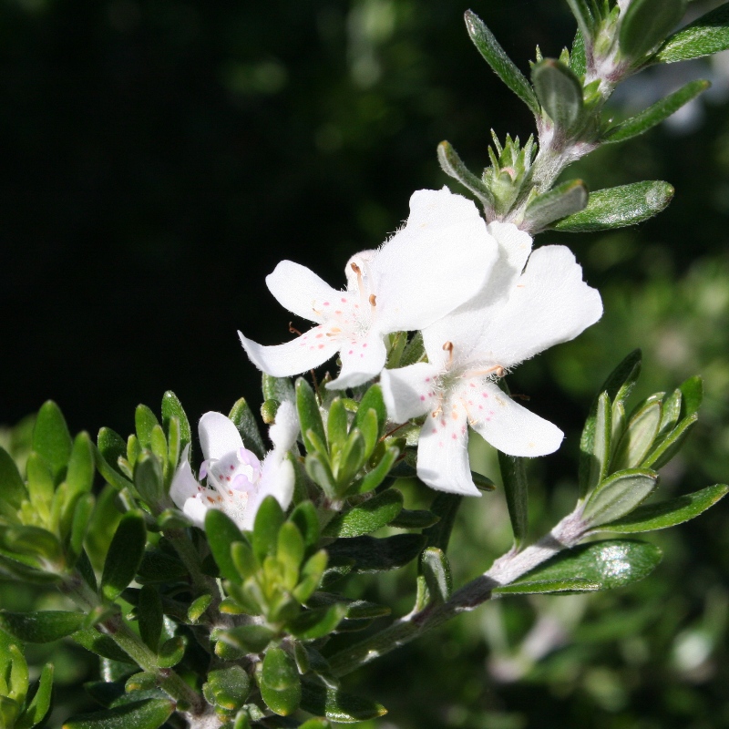Westringia fruticosa | Coastal Rosemary