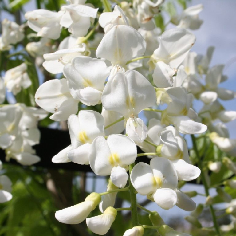Wisteria floribunda Alba Overland Nurseries