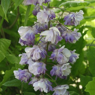 Wisteria floribunda Violacea Plena | Double Japanese wisteria